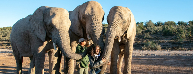 LISA-Sprachreisen-Erwachsene-Englisch-Suedafrika-Kapstadt-Central-Safari-Elefanten-Streicheln