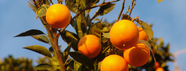 LISA-Sprachreisen-Erwachsene-Italienisch-Italien-Tropea-Orangen-Baeume-Himmel-Blau