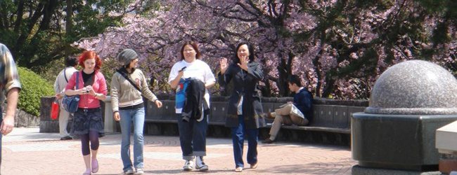LISA-Sprachreisen-Erwachsene-Japanisch-Japan-Fukuoka-Kirschbluete-Fruehling-Spaziergang-Ausflug