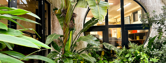 Blick durch Pfanzen in ein rundes Fenster in die LISA! Sprachschule in Okinawa