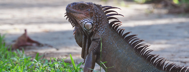 LISA-Sprachreisen-Erwachsene-Spanisch-Costa-Rica-Samara-Beach-Tier-Leguan-Insel