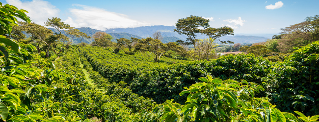 LISA-Sprachreisen-Erwachsene-Spanisch-Panama-Boquete-Regenwald-Plantage-Kaffee-Pflanzen