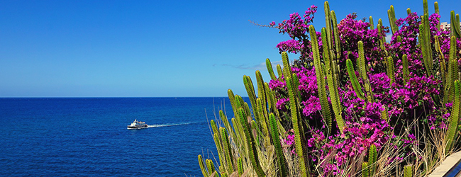 LISA-Sprachreisen-Erwachsene-Spanisch-Spanien-Gran-Canaria-Las-Palmas-Meer-Kaktus