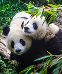 Chengdu – Minigruppe